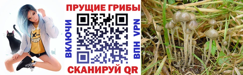 Галлюциногенные грибы Psilocybine cubensis Озёрск